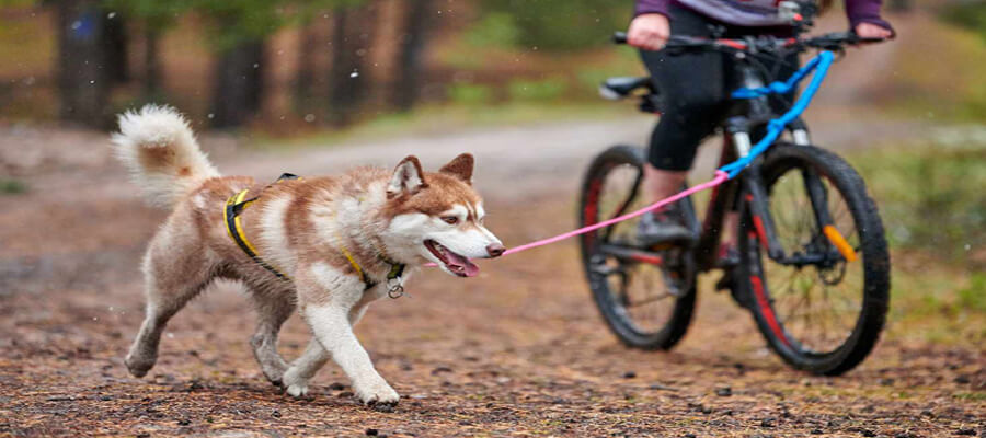 How to Train Your Dog to Walk Nicely on a Leash